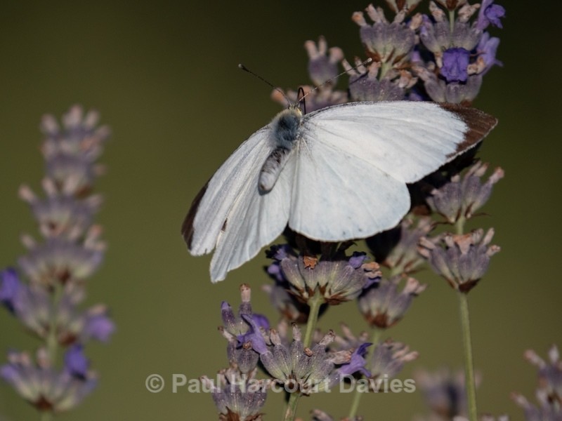 Large white (Pieris brassicae) ♂︎ - Insects, Spiders and other Animals
