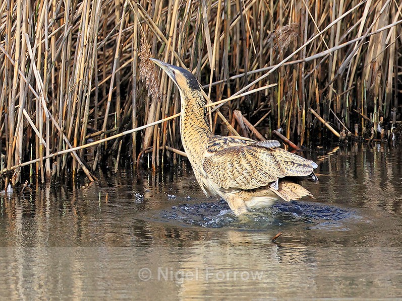 Bittern in the water at Hatch Pond, Poole - Bittern