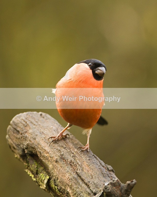 20111112-_MG_7524 - Bullfinch