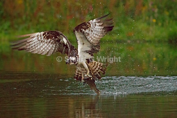 19 - Wild Birds of Prey Inc. Owls