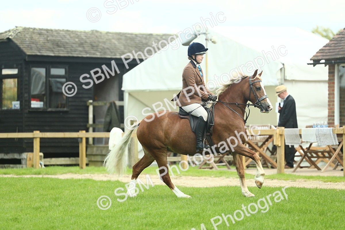 SBM_42812 - S30 - M&M Working hunter Pony