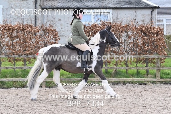 BPP_7334 - RING 1  (RIDDEN HORSES / IN HAND / VETERAN ETC)