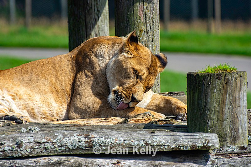 Lion - DSC_9626 - Cats