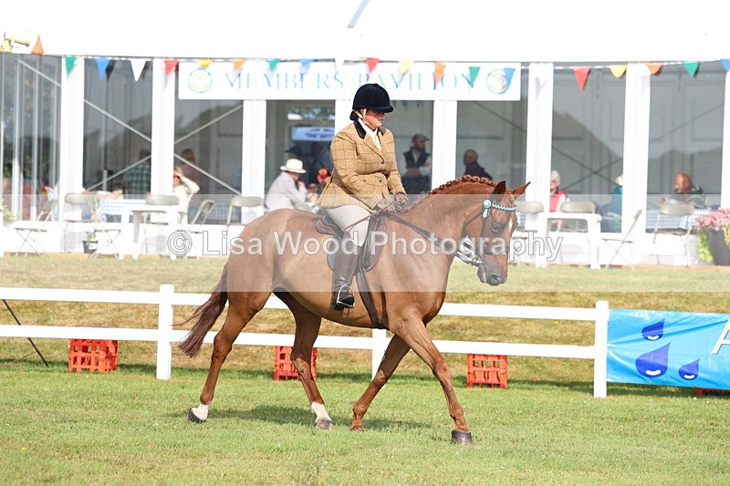 3E7A8216 - Class 2: Rising Star Large Hack/Riding Horse