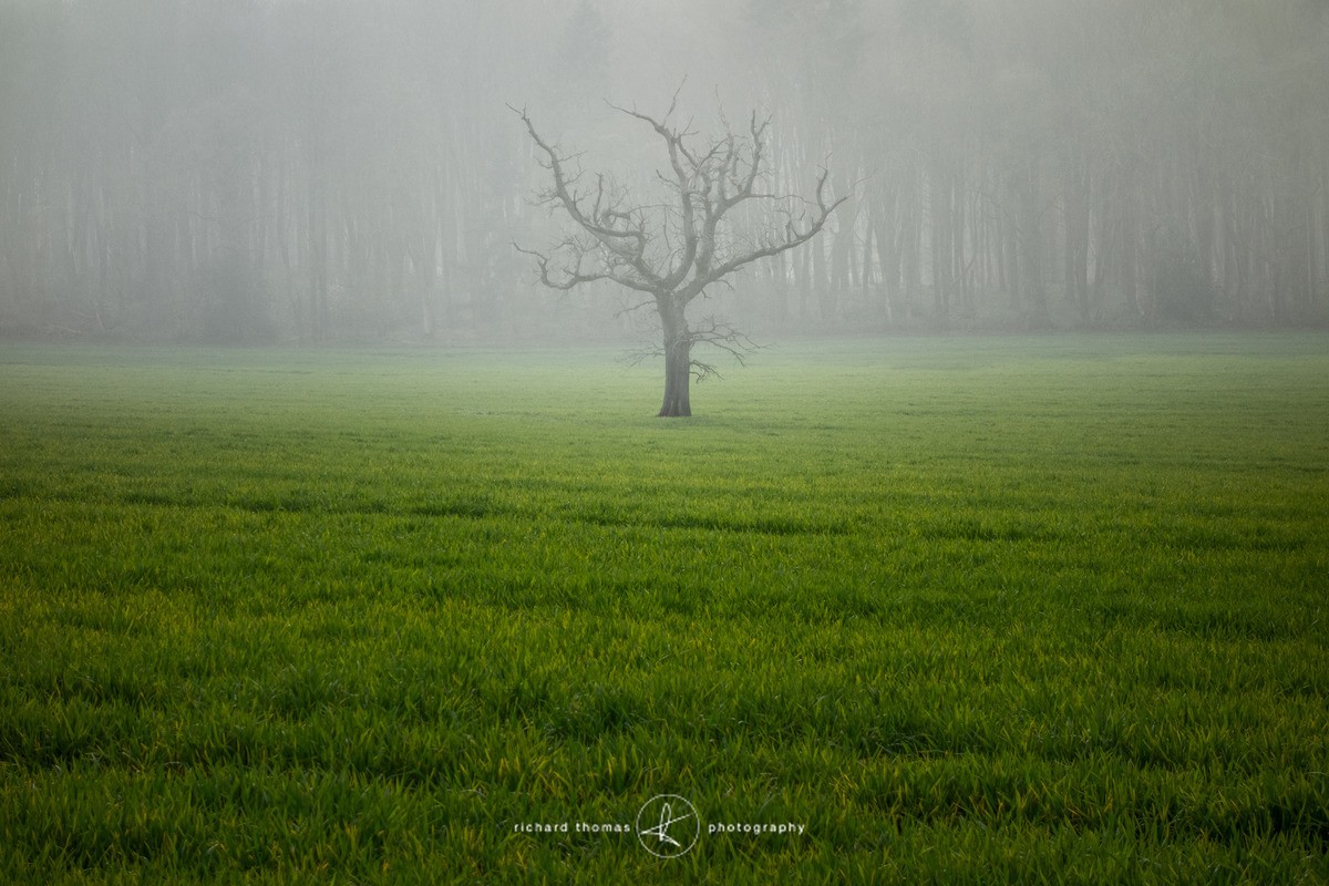 In long grass - One2Tree