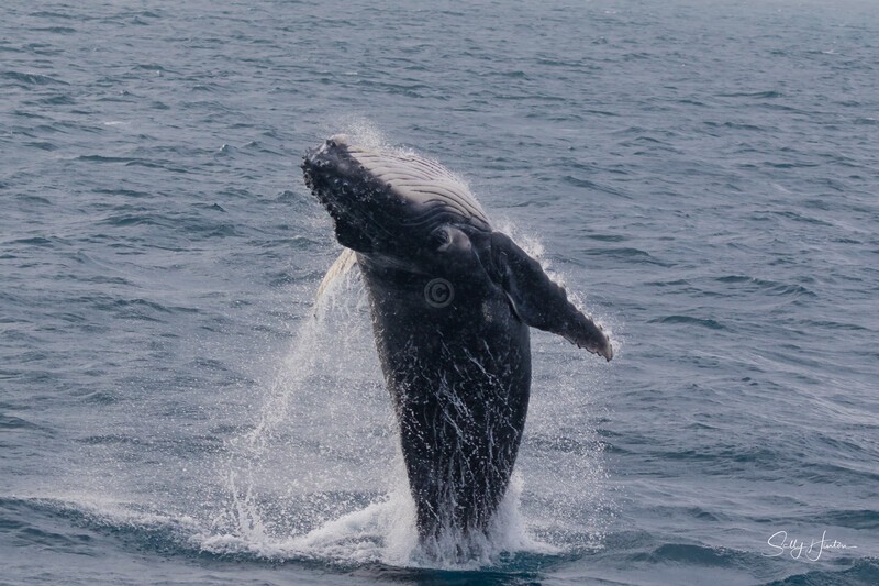 HB Breach 24. 0A3A5779 - Copy - 2025 Hervey Bay Whales