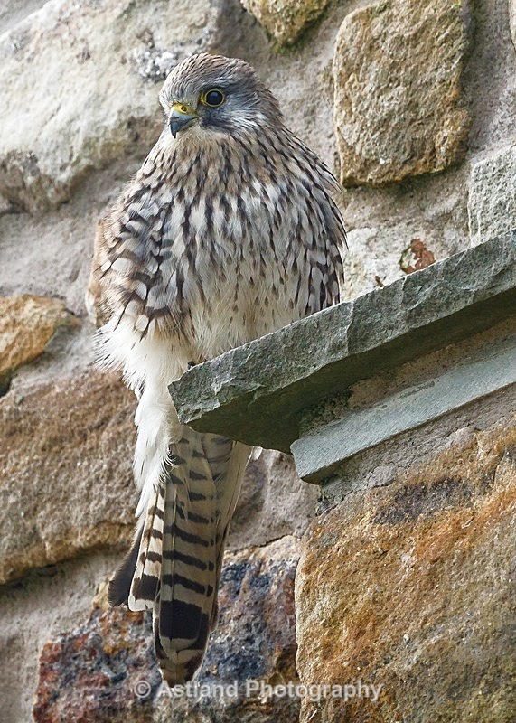 Astland Photography, Bird and Wildlife Images, Susan and Peter Wilson, U.K.