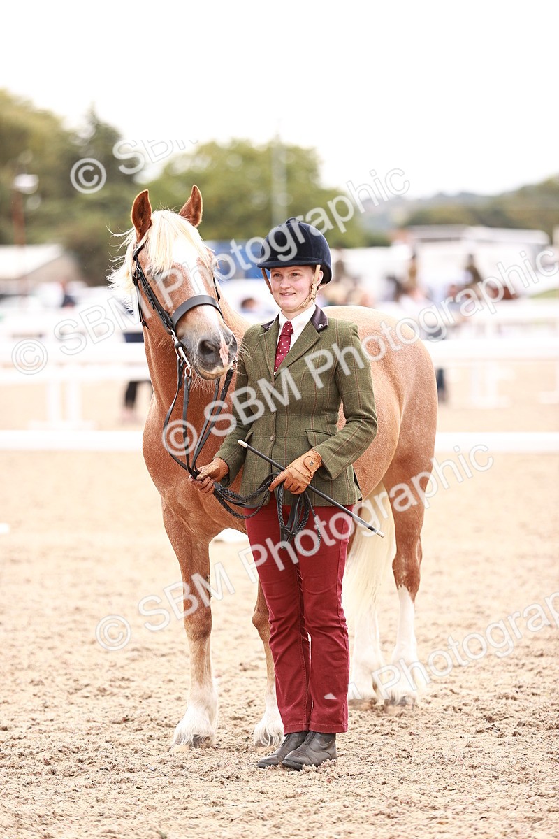 SBM_16112 - Class 411 - Prettiest Mare - (IH or Ridden Adult)