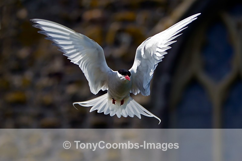 Arctic Tern - Birds