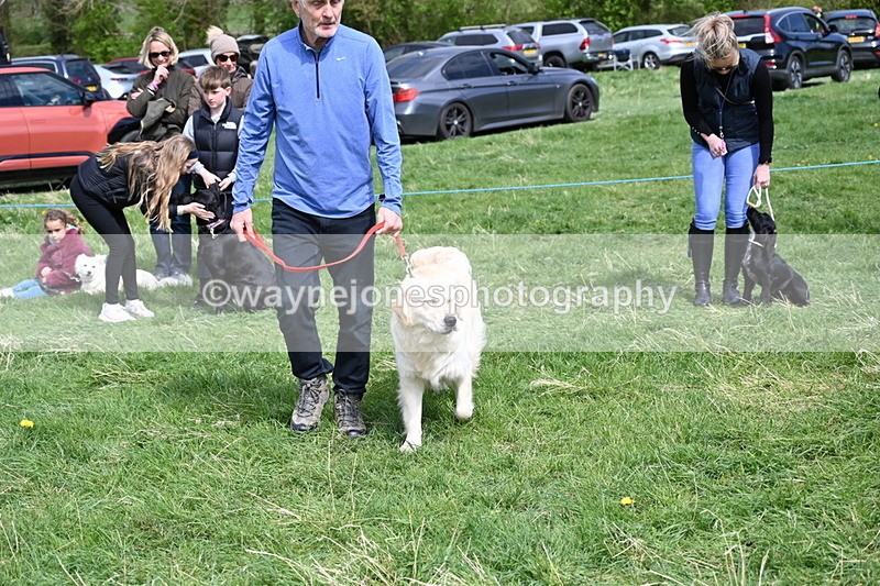 WJ6_9042 - Class 8 Best Working / Gun Dog or Bitch