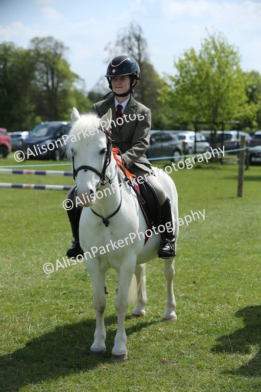 20250427-3451 - Class 8 - Handsomest Gelding