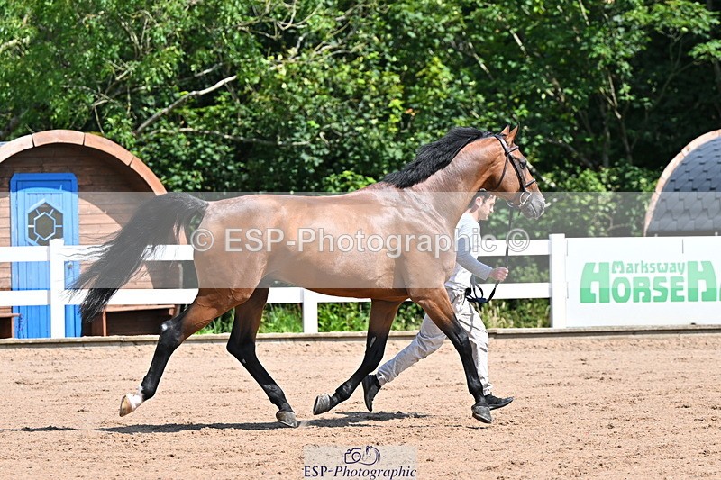 240718A-105239-00972 - Trot Up 11am to 12pm