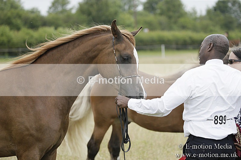 B230619-0852 - Bourne Valley Riding Club Summer Show 23/06/19