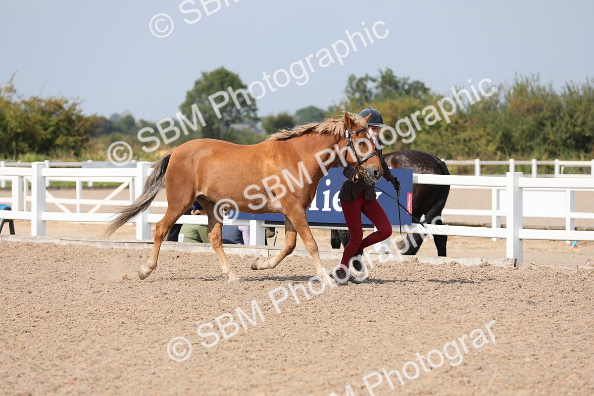 SBM_15709 - Class 312 IH Competition Horse/Pony