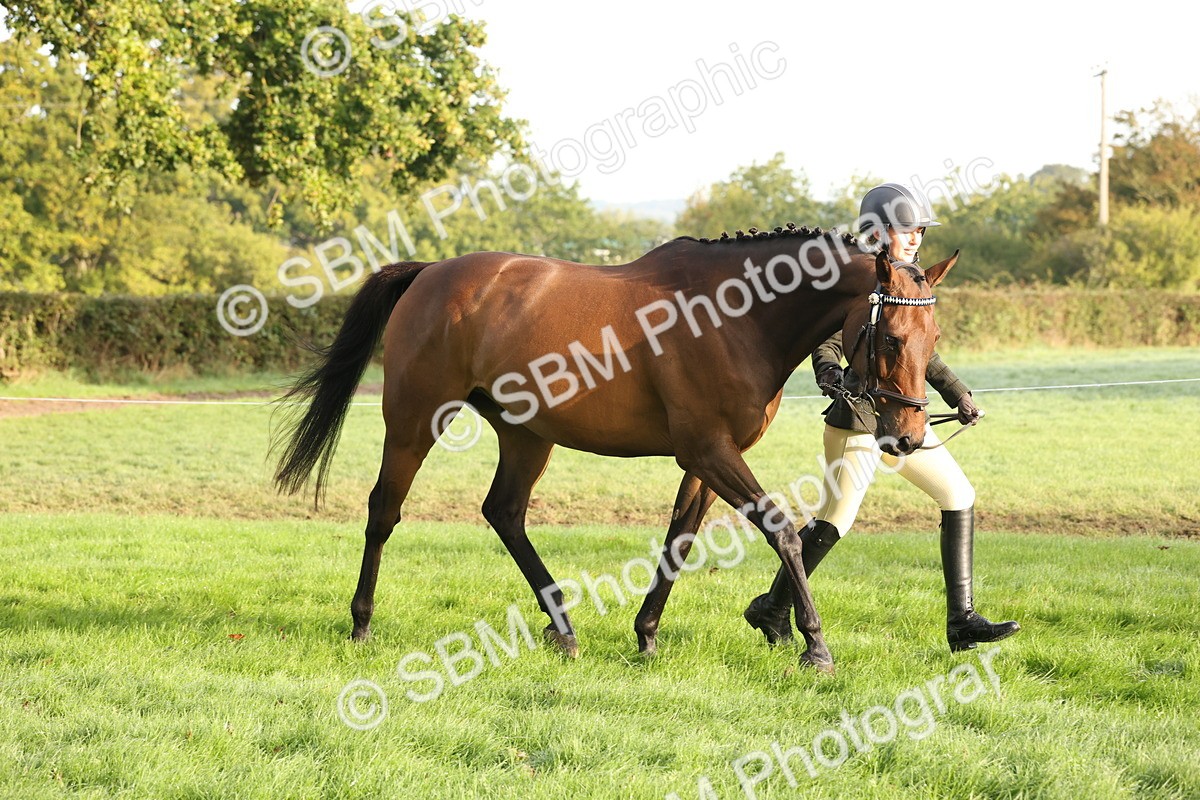 SBM_54941 - S52 - Riding Horse & Hack & thoroughbred In Hand