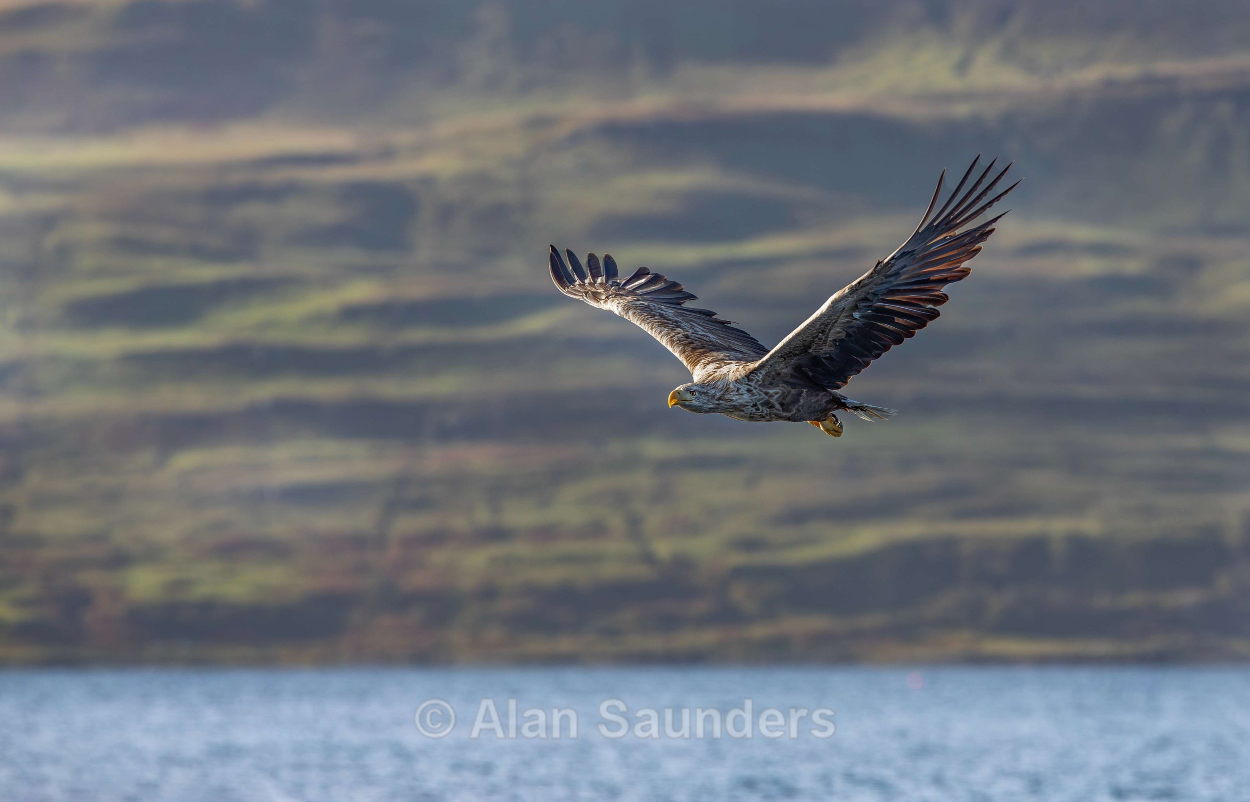 White Tailed Eagle 34