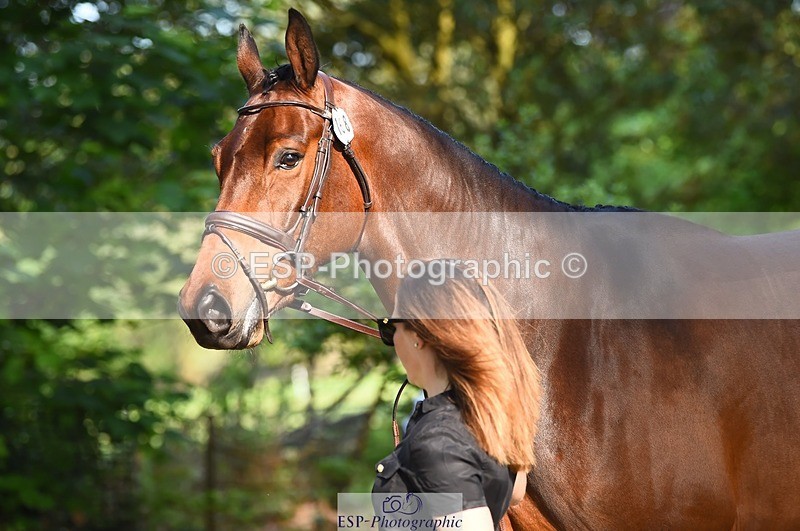 230524-171746-01415 - 168-PARKFIELD_ARTIE_BLOU-Laura_Collett-WEDTrotUp+DR