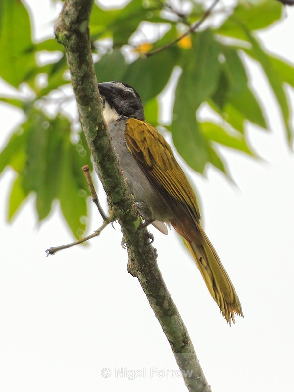 Black-headed Saltator perched in a tree at Leaves and Lizards Retreat - Black-headed Saltator
