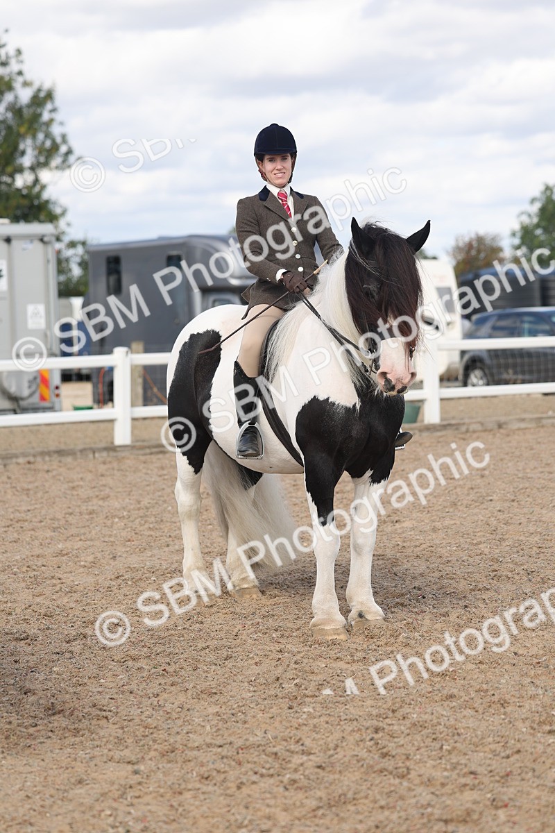 SBM_14803 - Class 308 - Ridden Coloured Horse