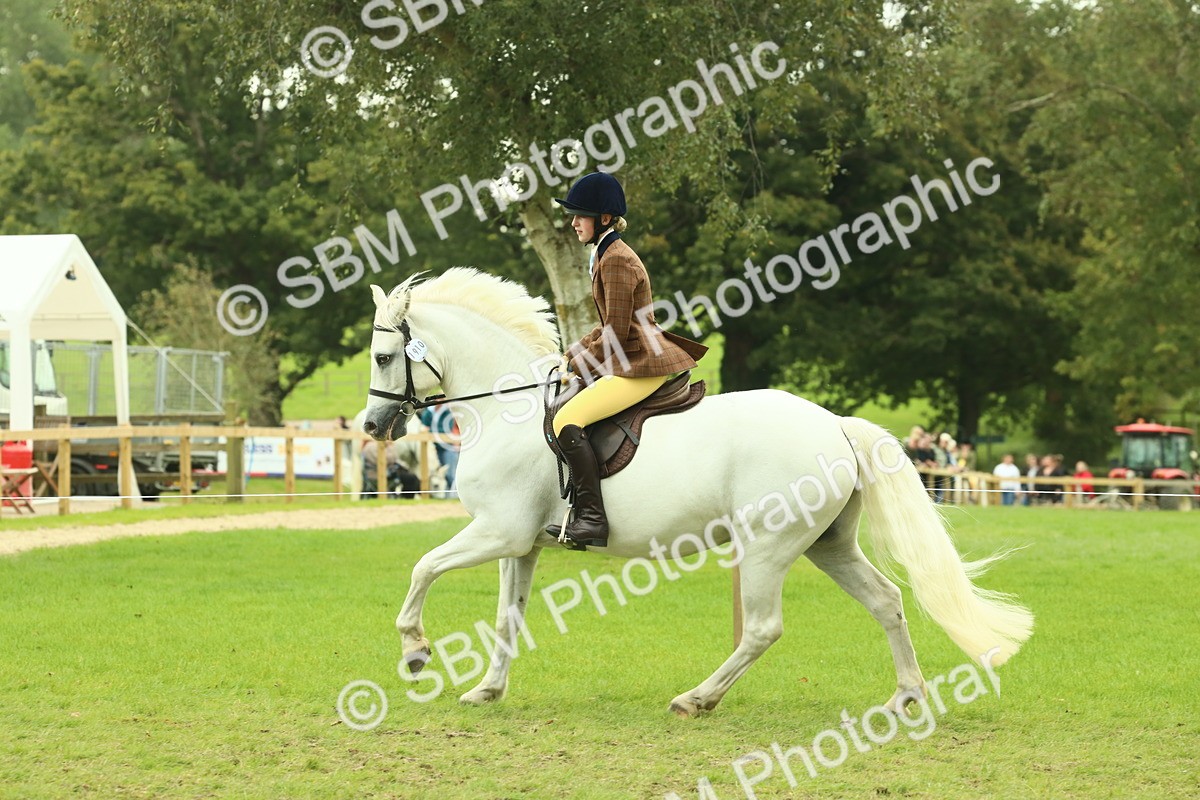 SBM_72179 - S60 - Mountain & Moorland Ridden Large Breeds