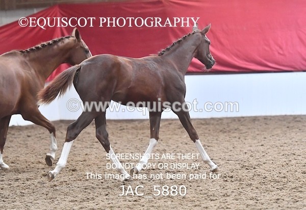 JAC_5880 - 11 Pandora of Westoak