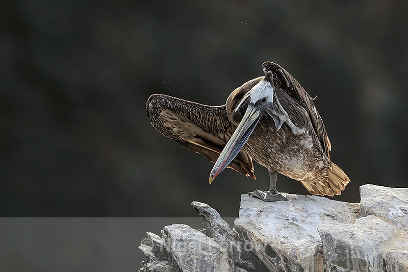 Peruvian Pelican scratching, Chanaral Island, Chile - Peruvian Pelican