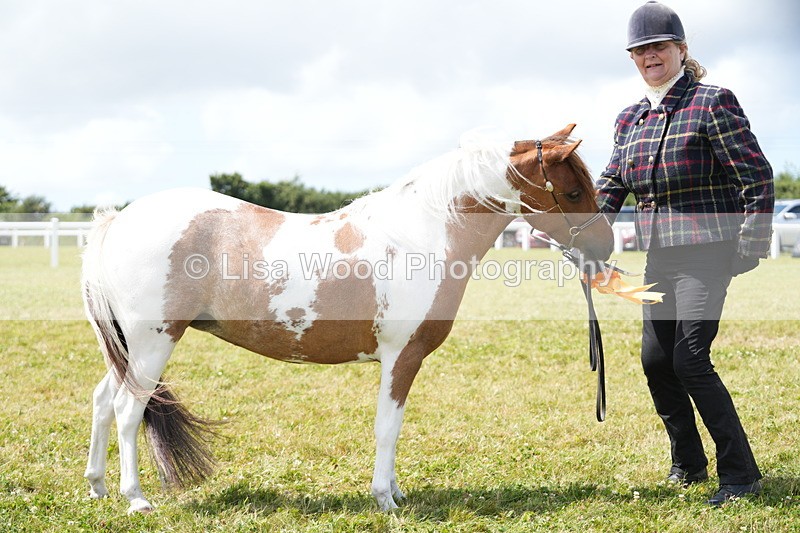 DSC06970 - Class 60: Coloured Pony 4yrs & over