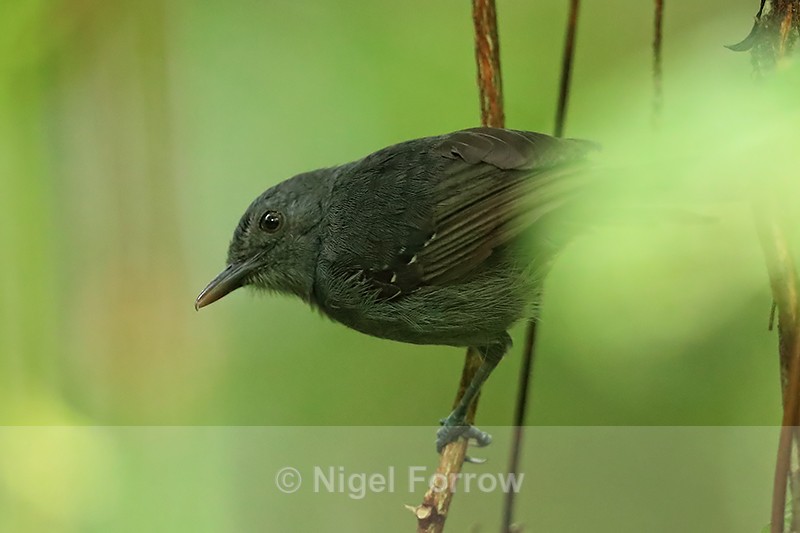 Dusky Antbird (male), Panama - Dusky Antbird