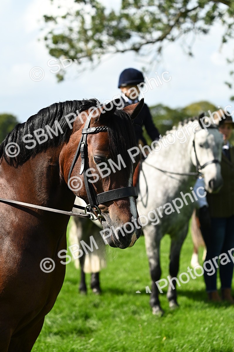 SBM_02878 - S3 - TSR Ridden Pony Showing