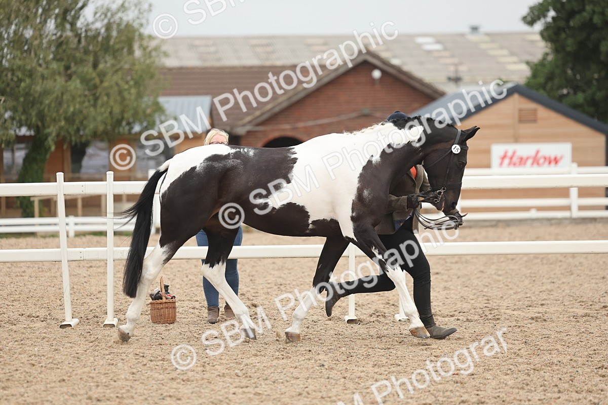 SBM_19772 - Class 318 - IH Part Bred Horse-Pony