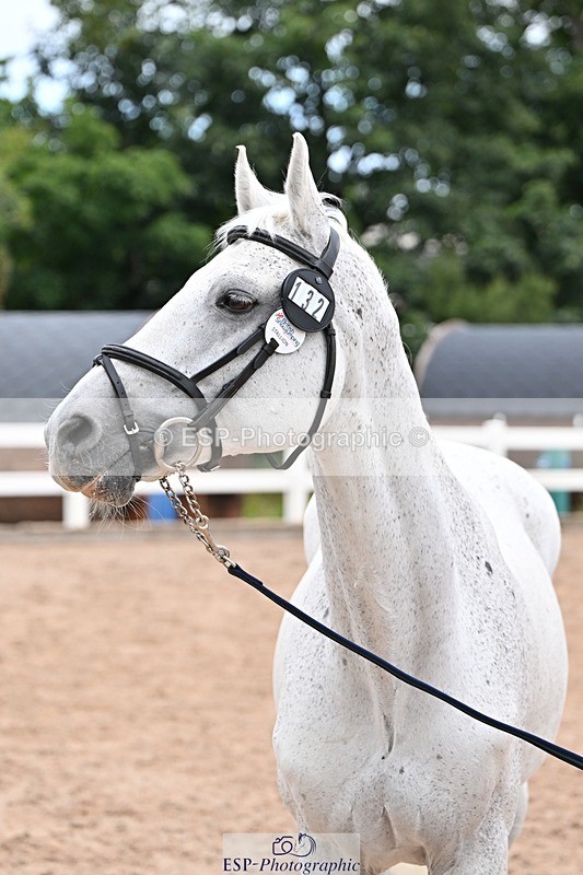 250716-140603-00912 - Trot Up 1.30 to 2.30