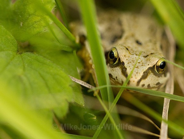 FROG - FROGS