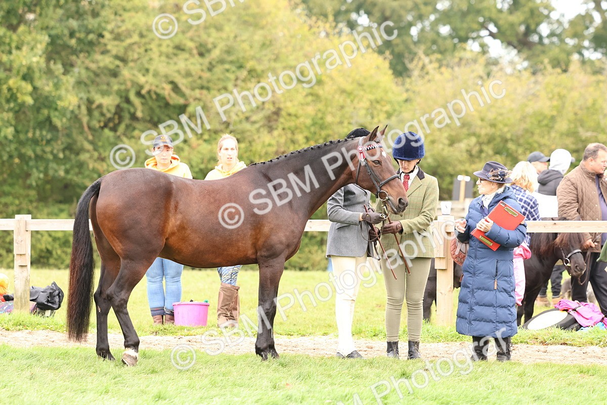 SBM_59843 - S36 - Rehabiliated Rescue Horse & Pony In Hand & Ridden