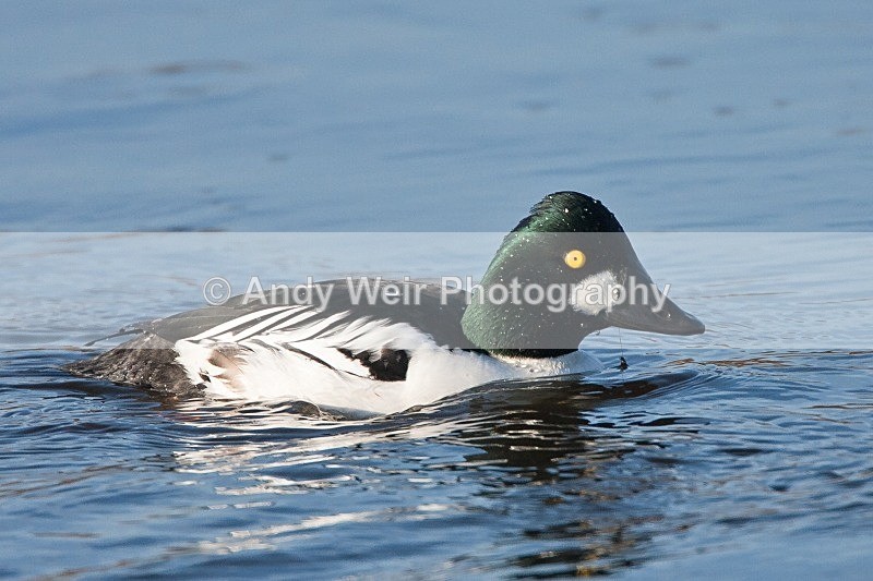 20091213-WE 123 - Goldeneye