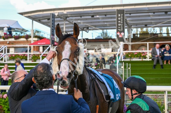 230923-Race 6-September Power-3664 - Race 6 4.55pm New To York Rio Brazilian Handicap