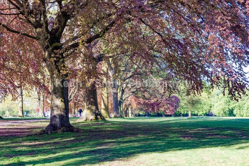 8SKJ6857 - Trees in Abington Park