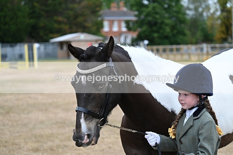 WJ7_9712 - Class 5 Most Handsome Gelding (up to 14.2hh)