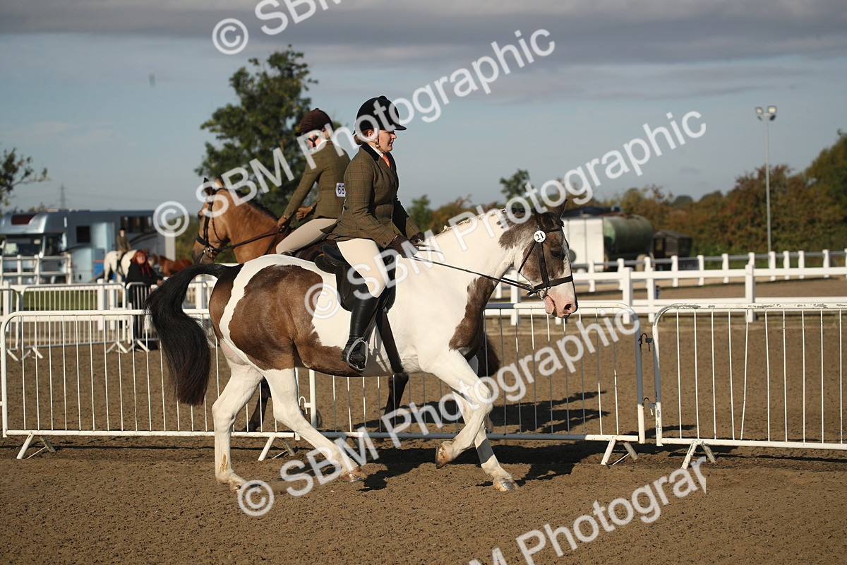 SBM_11504 - Class 502 - Riding Club Horse