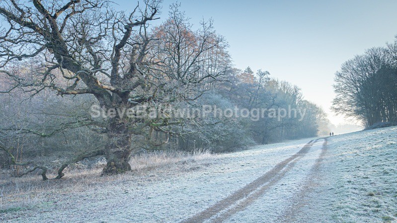 Frosty Wizened Oak:187E - Earth: Close to Home