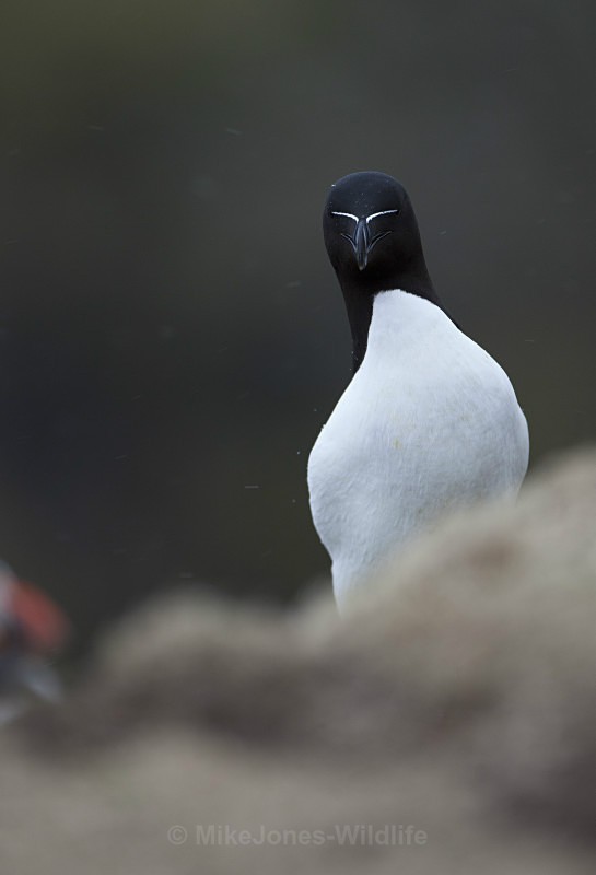 RAZORBILL, LUNGA, TRESHNISH ISLES - RAZORBILL GALLERY