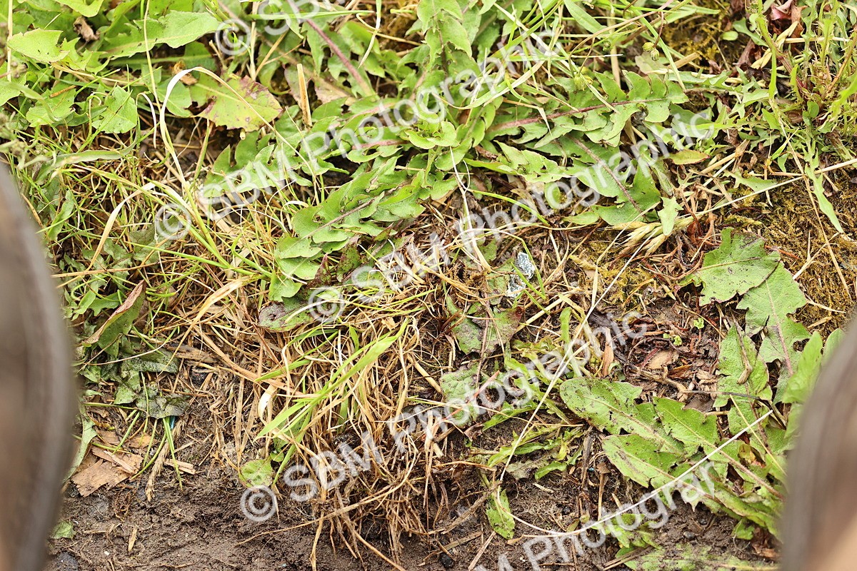 SBM_000914 - Class 4 - N4
