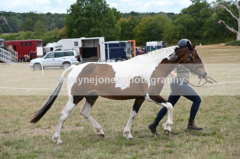 WJ6_5303 - Class 18 In-hand Coloured
