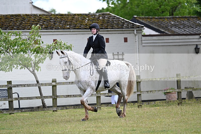 WJ7_8351 - Class 7  Riding Club Show Horse