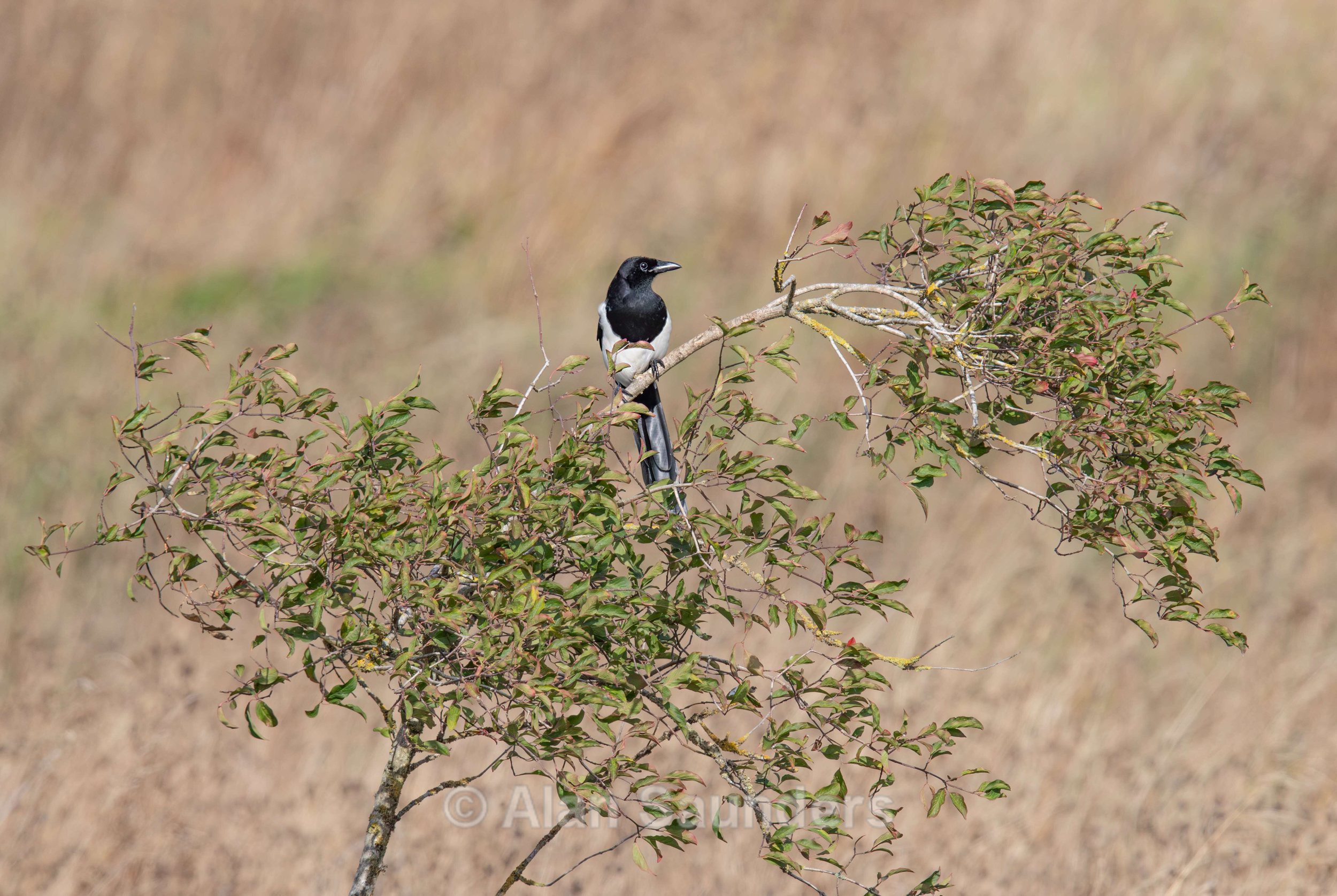 Magpie 1