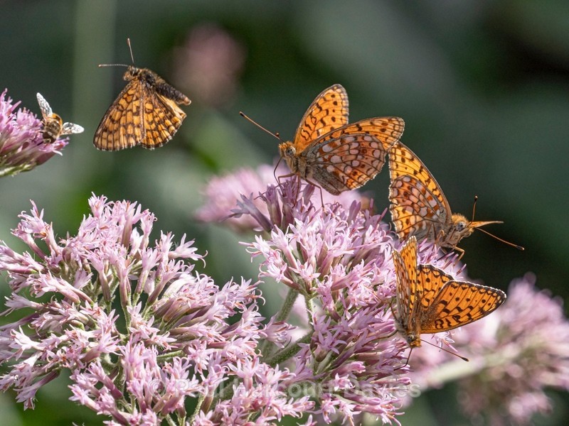 Glanville fritillary ( Melitaea cinxia) (in flight on left) with High brown fritillary (Argynnis adippe ) - Insects & Spiders & other animals 2021