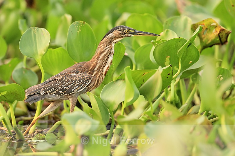 Juvenile Striated Heron & water hyacinth, Corixo Negro, Brazil - Striated Heron