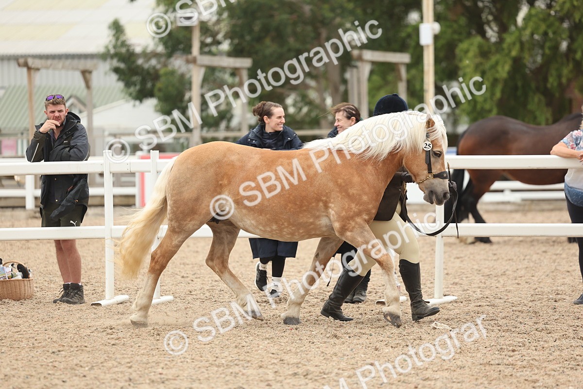 SBM_19292 - Class 317 - IH Pure Bred Horse-Pony