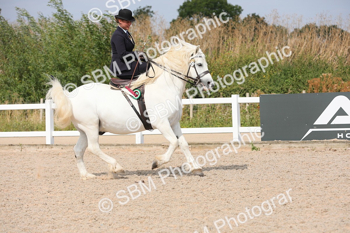 SBM_14652 - Class 211 Best Side Saddle Horse/Pony