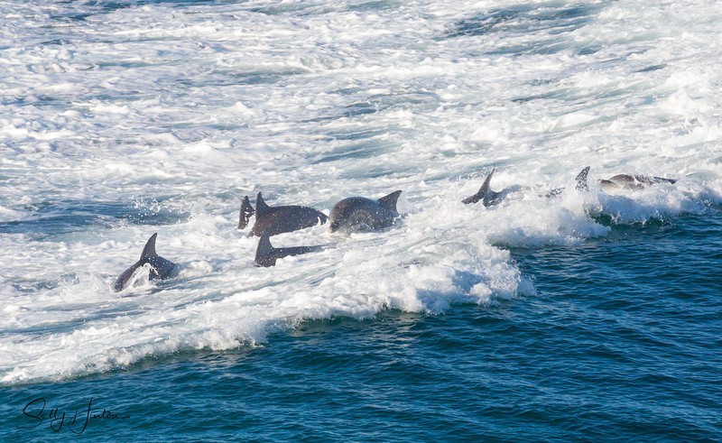 Dolphins in Wave 4