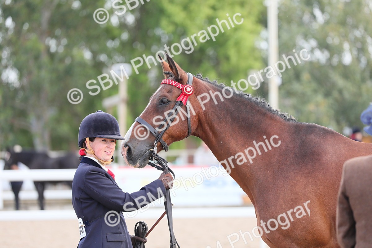 SBM_15835 - Class 312 IH Competition Horse/Pony